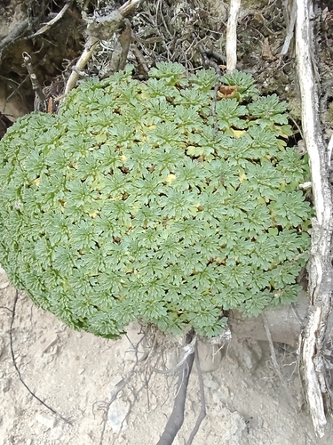 Balsam-bog (Bolax gummifera)