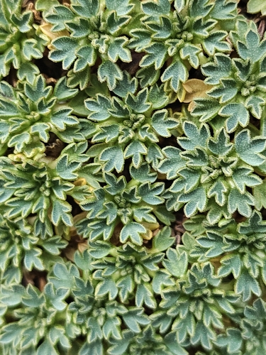 Bolax gummifera, photograph 2