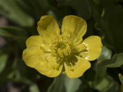 Ranunculus alismifolius alismifolius