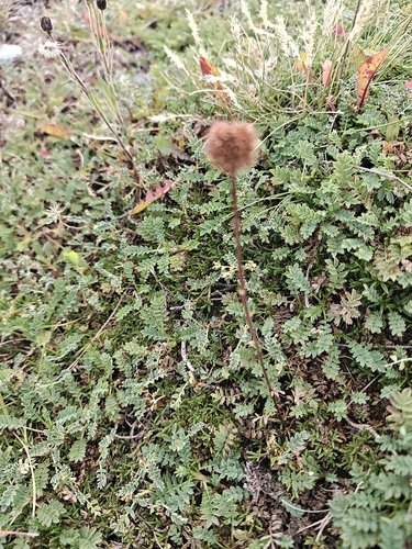 Acaena magellanica, photograph 4