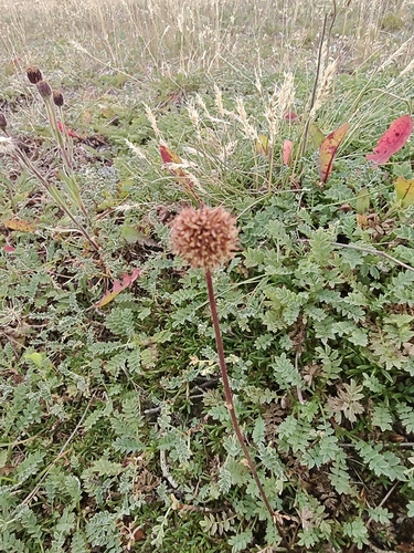 Acaena magellanica, photograph 5