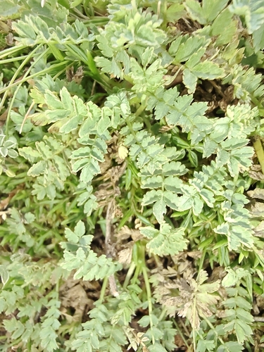 Acaena magellanica, photograph 6