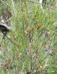 Dracophyllum subulatum