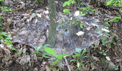 Agelena labyrinthica
