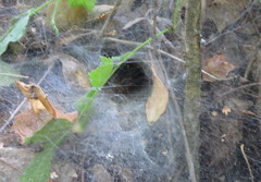 Agelena labyrinthica