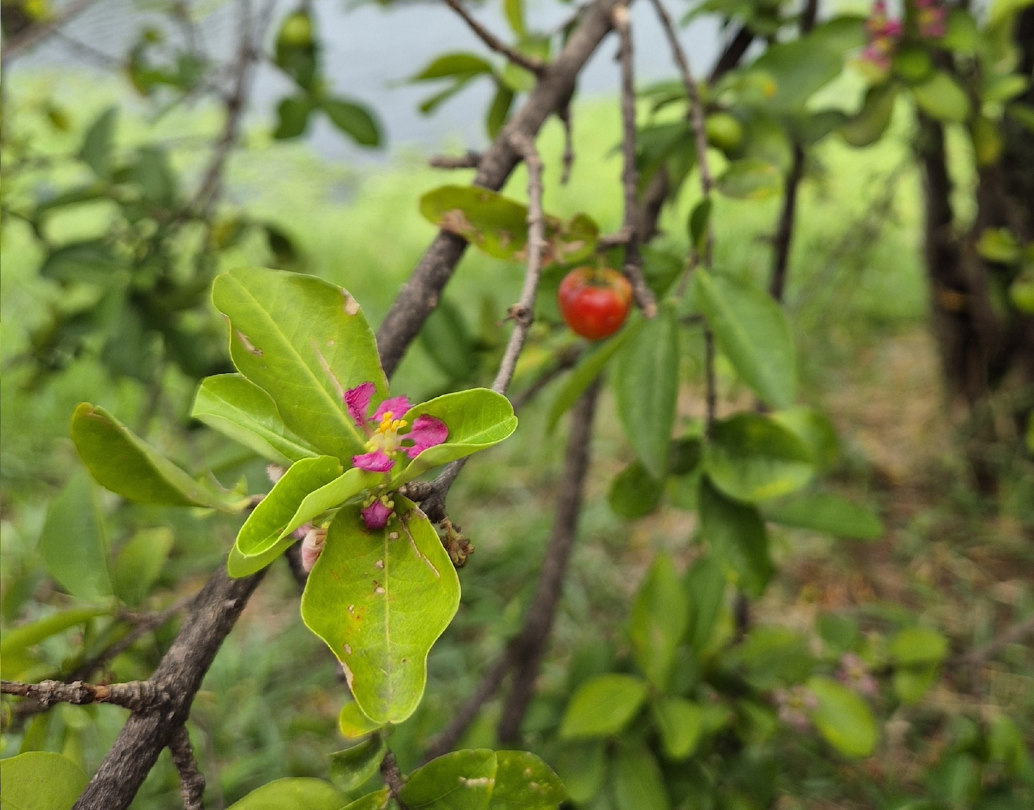 Malpighia emarginata