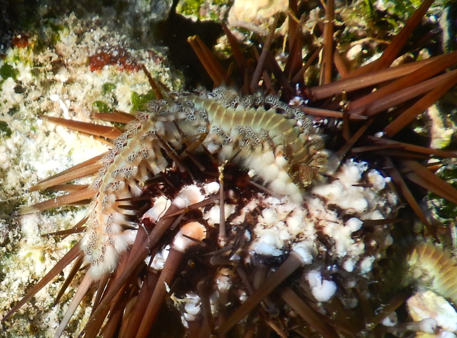 Hermodice carunculata (Pallas, 1766)