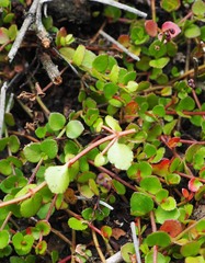 Gonocarpus micranthus micranthus