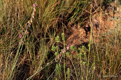 small purple broom
