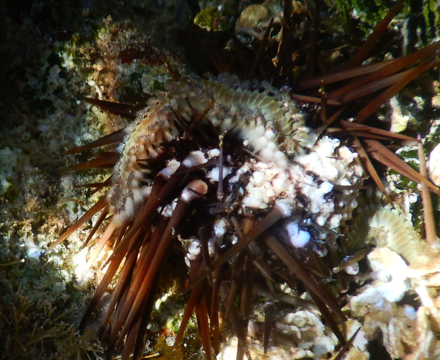 Hermodice carunculata (Pallas, 1766)