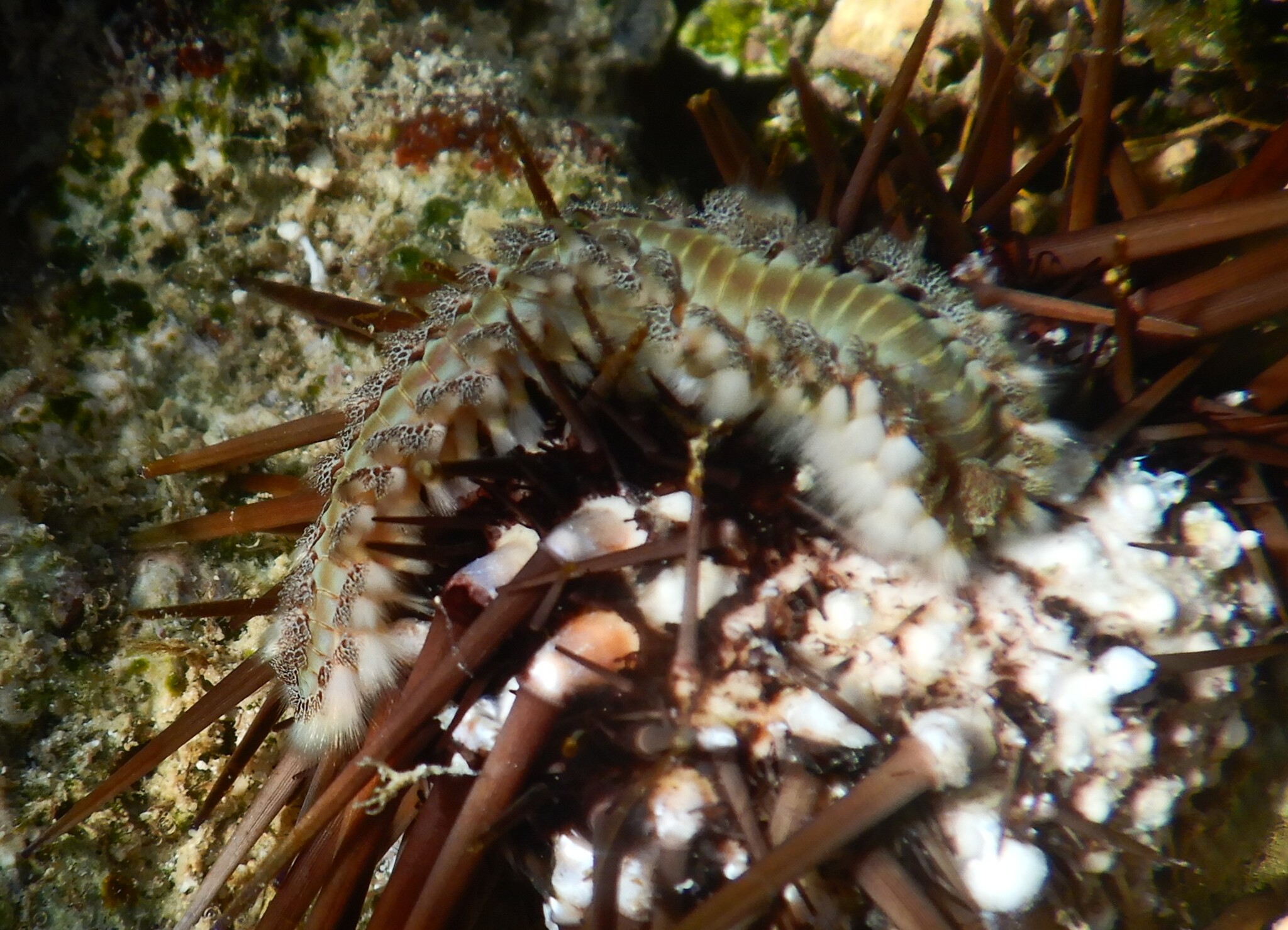 Hermodice carunculata (Pallas, 1766)