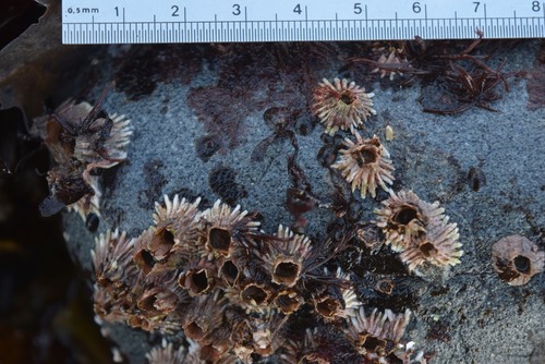 Thatched Barnacle, photo 3 of 10