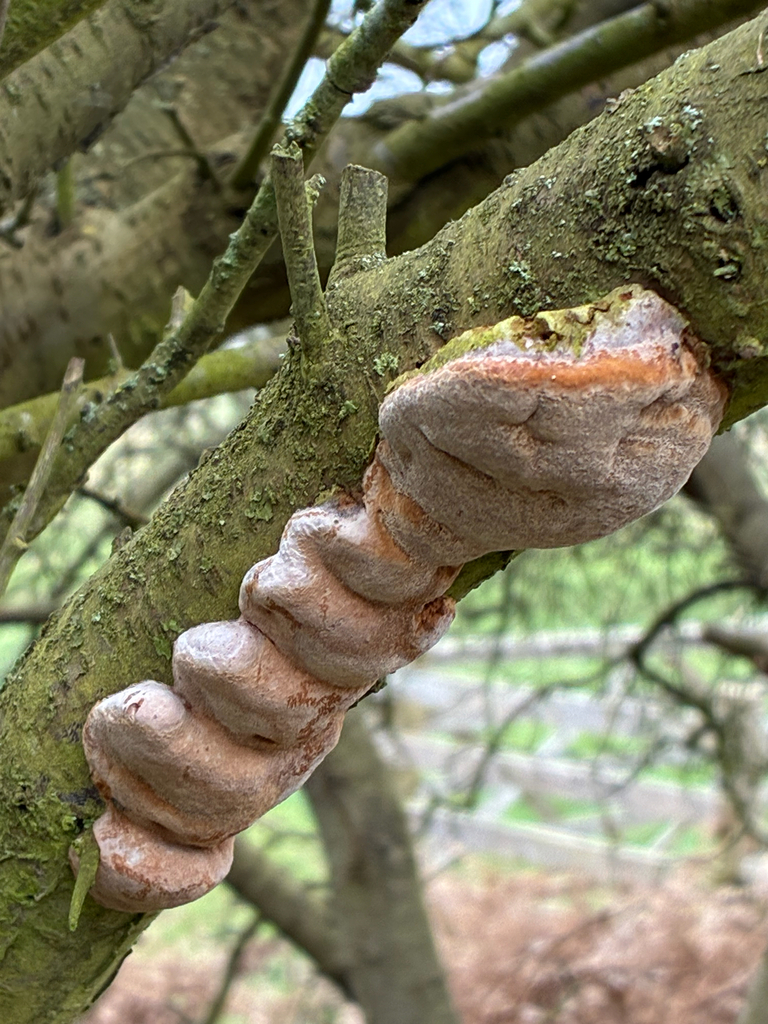 Phellinus pomaceus · March 2026 · photo: © wendy_h (iNaturalist, cc-by)