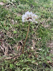 Taraxacum