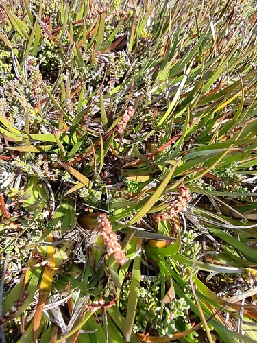 Arrowgrass (Tetroncium magellanicum)