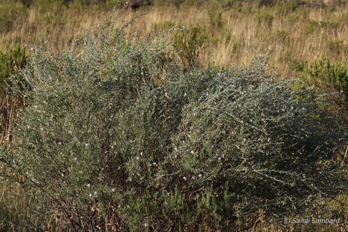 Lotononis sericophylla
