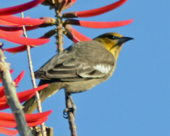 Icterus abeillei