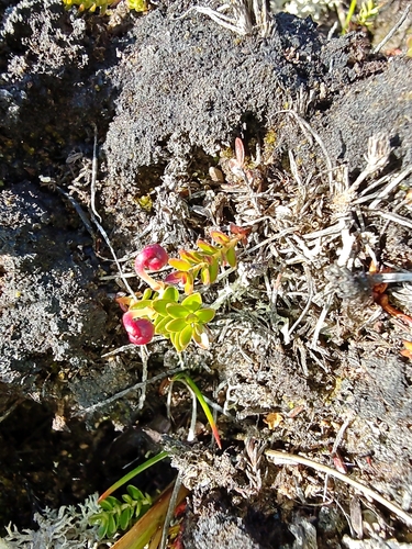 Gaultheria pumila, photograph 2