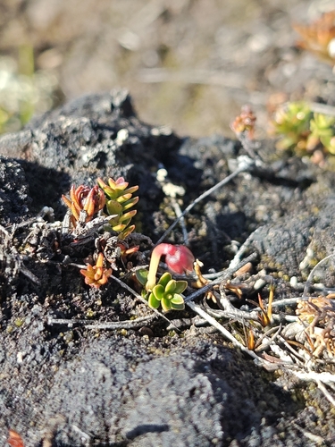 Gaultheria pumila, photograph 3