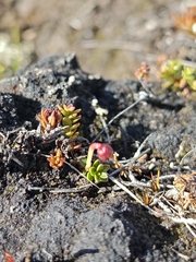 Gaultheria pumila, photograph (c) María Regina Silva, some rights reserved (CC BY)