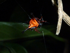 Gasteracantha clavatrix