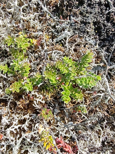 Gaultheria pumila, photograph 1