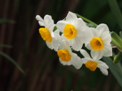 Narcissus tazetta chinensis