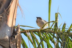 Passer domesticus