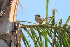 Passer domesticus