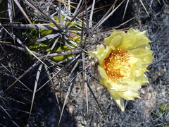 Corynopuntia invicta