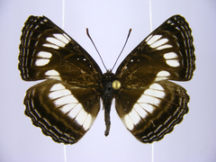 Neptis constantiae
