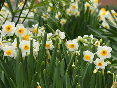 Narcissus tazetta chinensis