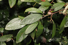 Cotoneaster × watereri