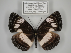 Neptis constantiae