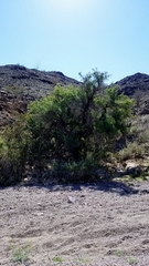 Condalia globosa pubescens