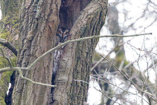 View observation of {o.common_name} on iNaturalist