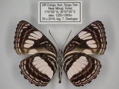 Neptis constantiae