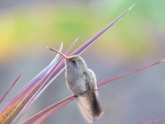 Phaeoptila sordida
