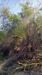 Condalia globosa pubescens