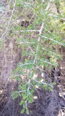 Condalia globosa pubescens