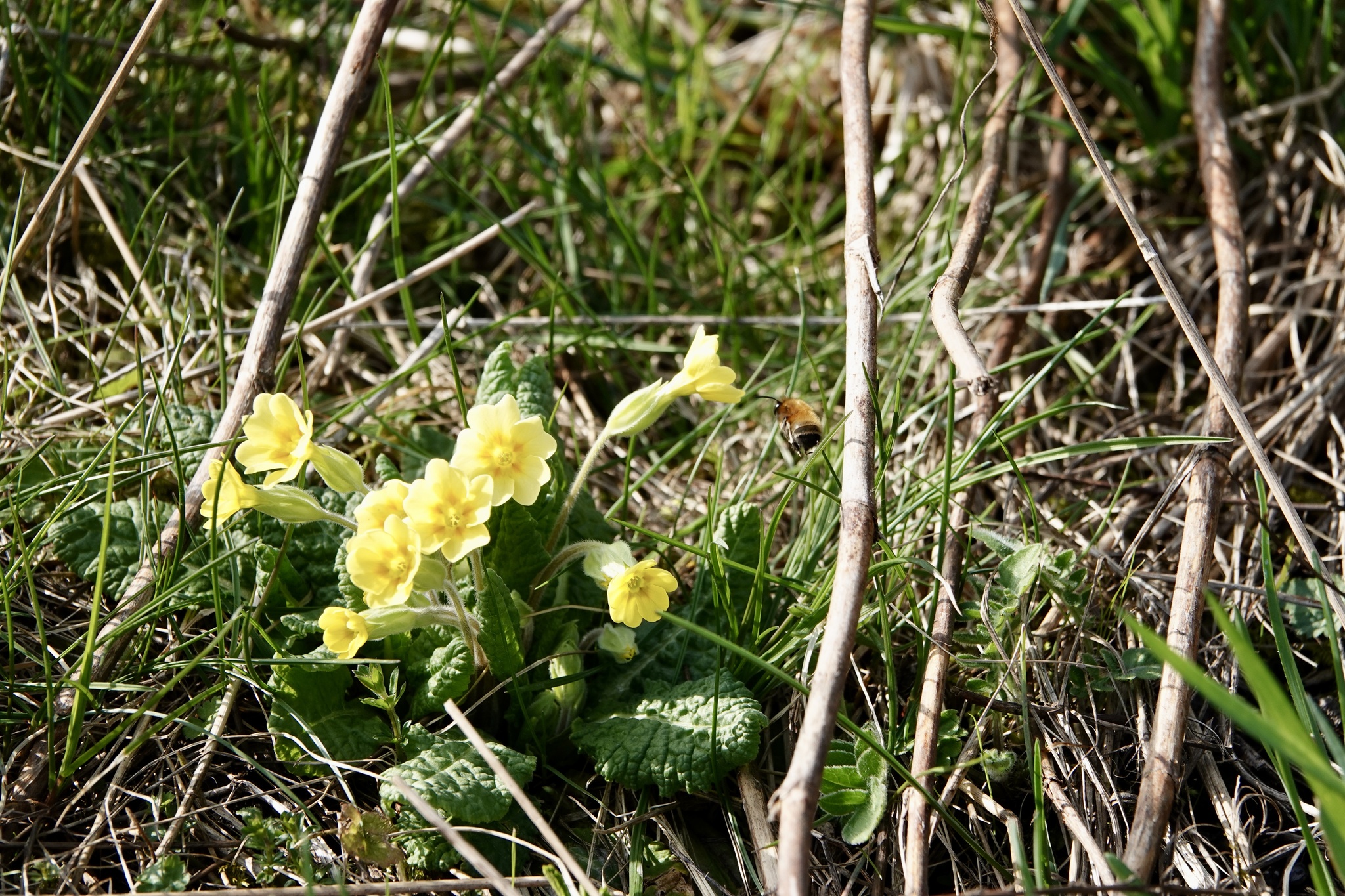 Common primrose