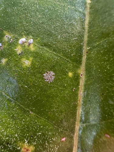 Cephaleuros virescens observed 2026-03-08