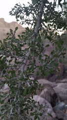 Condalia globosa pubescens