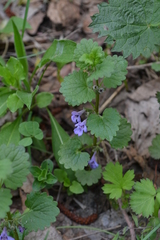 Glechoma hederacea