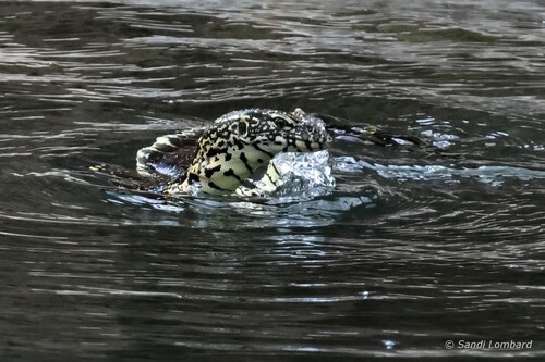Nile Monitor