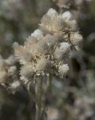 Antennaria rosea rosea