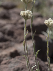Antennaria rosea rosea