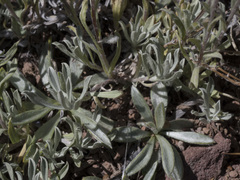 Antennaria rosea rosea