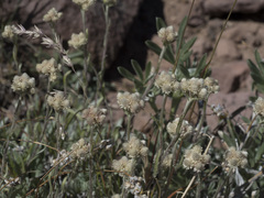 Antennaria rosea rosea