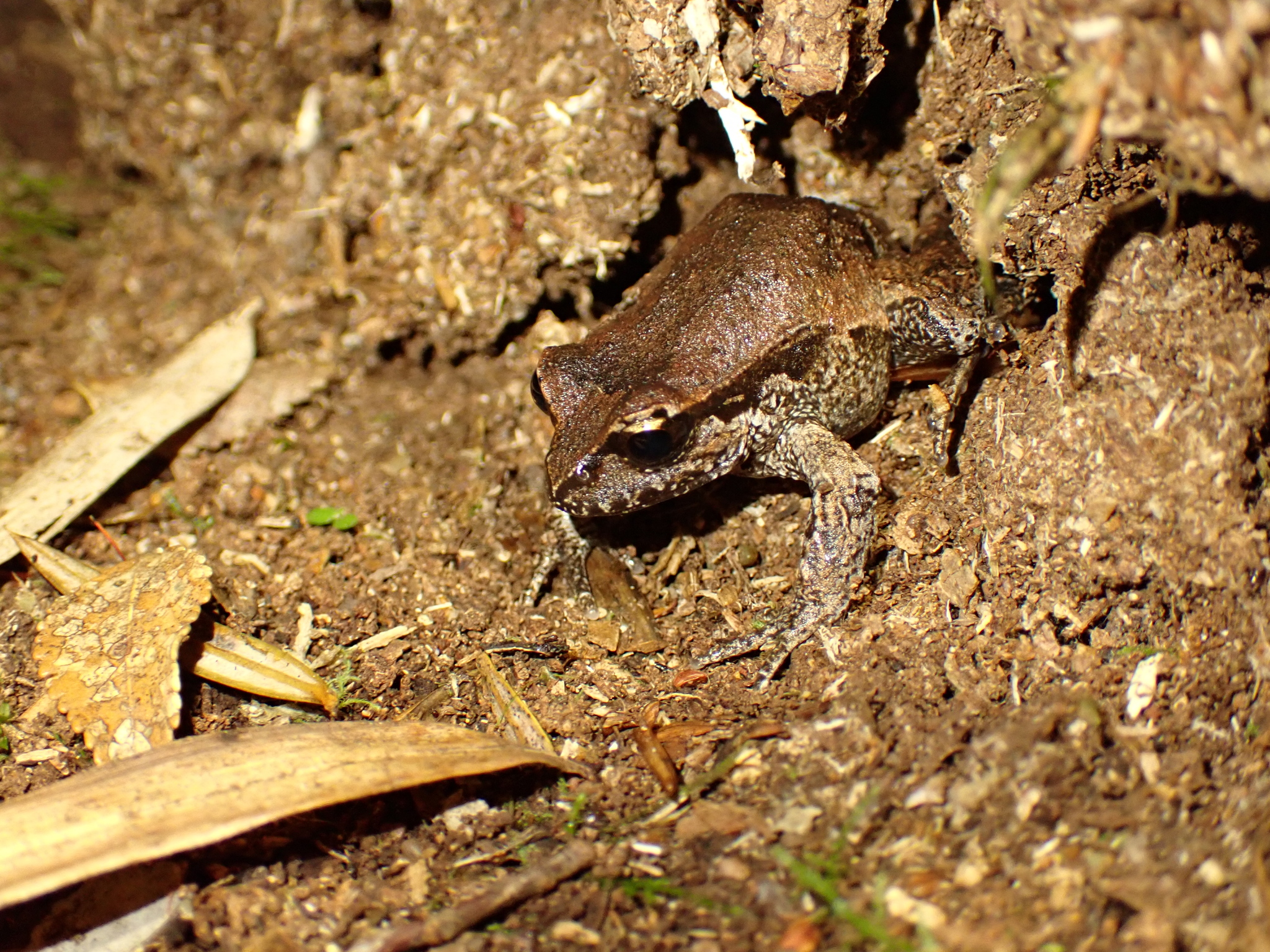 Eupsophus calcaratus (Günther, 1881)